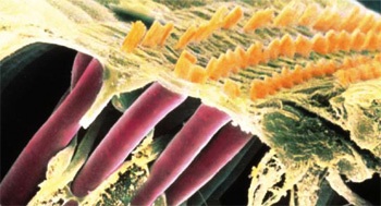 células ciliadas externas